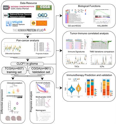 CLCF1 Is a Novel Potential Immune-Related Target With Predictive Value for Prognosis and Immunotherapy Response in Glioma